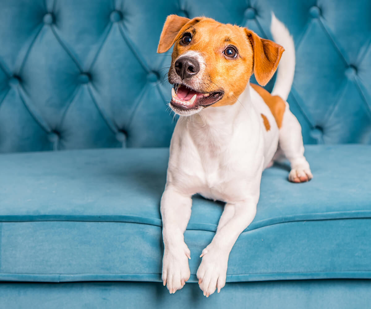 Image of a pet