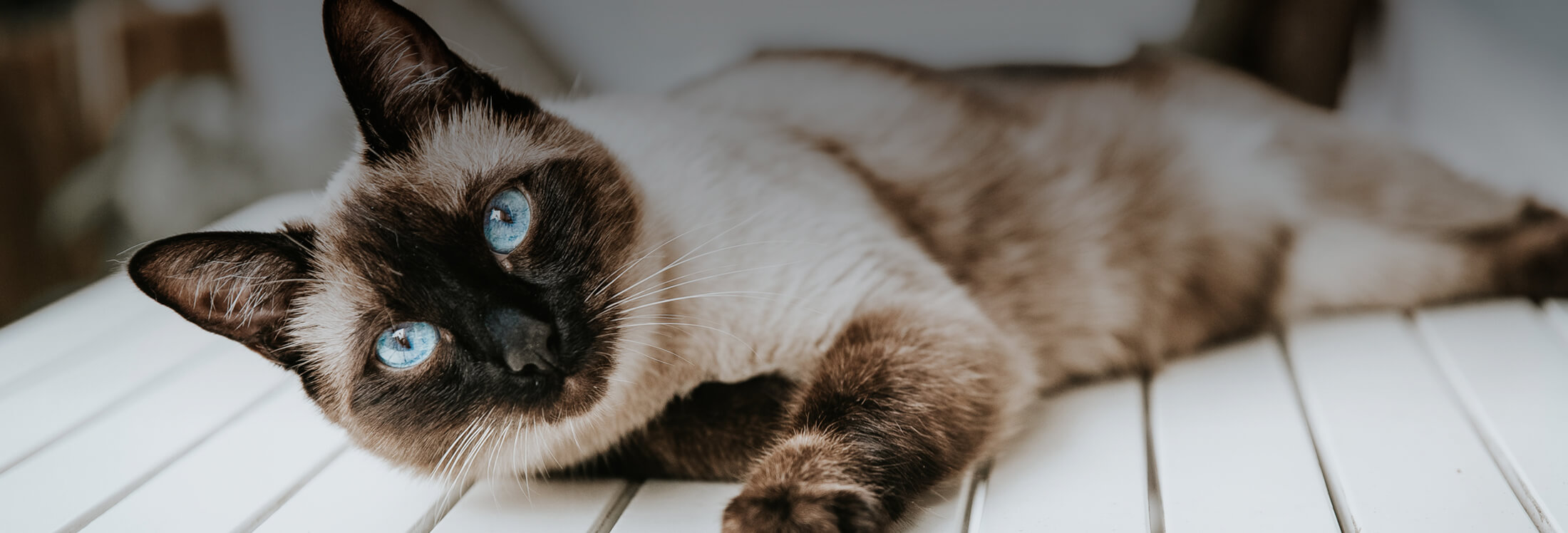 Pets Page Image